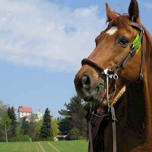 Wissenswert - Wanderreiten in Oberschwaben bis zum Bodensee e.V.