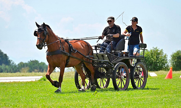 ✨ Erfolgreicher Fahrlehrgang mit Claudia Gschwind auf der Reitanlage Schomburg Amtzell