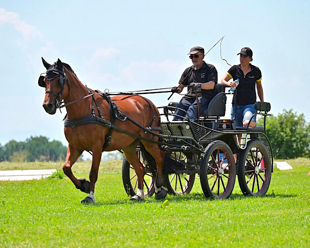 ✨ Erfolgreicher Fahrlehrgang mit Claudia Gschwind auf der Reitanlage Schomburg Amtzell